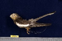 藏品(玄鳳鸚鵡)的圖片